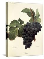 Linne Grape-A. Kreyder-Stretched Canvas