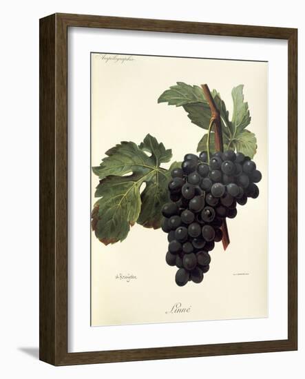 Linne Grape-A. Kreyder-Framed Giclee Print