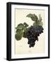 Linne Grape-A. Kreyder-Framed Giclee Print