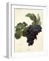 Linne Grape-A. Kreyder-Framed Giclee Print