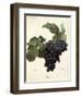 Linne Grape-A. Kreyder-Framed Giclee Print