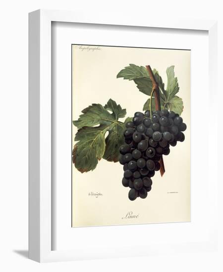 Linne Grape-A. Kreyder-Framed Giclee Print