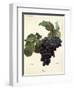 Linne Grape-A. Kreyder-Framed Giclee Print