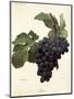 Linne Grape-A. Kreyder-Mounted Giclee Print