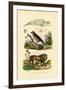 Linnet, 1833-39-null-Framed Giclee Print