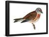 Linnet (Carduelis Cannabina), Birds-Encyclopaedia Britannica-Framed Poster