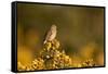 Linnet female perched on Gorse, Sheffield, England, UK-Paul Hobson-Framed Stretched Canvas