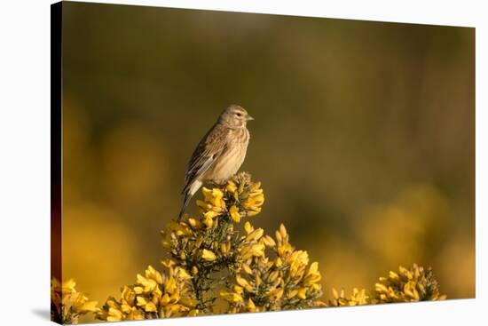 Linnet female perched on Gorse, Sheffield, England, UK-Paul Hobson-Stretched Canvas