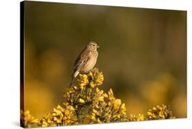 Linnet female perched on Gorse, Sheffield, England, UK-Paul Hobson-Stretched Canvas