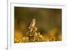 Linnet female perched on Gorse, Sheffield, England, UK-Paul Hobson-Framed Photographic Print