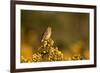 Linnet female perched on Gorse, Sheffield, England, UK-Paul Hobson-Framed Photographic Print