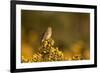 Linnet female perched on Gorse, Sheffield, England, UK-Paul Hobson-Framed Photographic Print