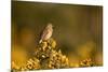 Linnet female perched on Gorse, Sheffield, England, UK-Paul Hobson-Mounted Photographic Print