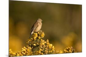 Linnet female perched on Gorse, Sheffield, England, UK-Paul Hobson-Mounted Photographic Print