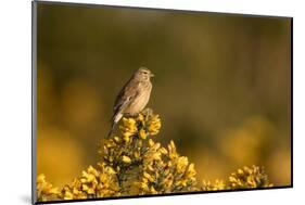 Linnet female perched on Gorse, Sheffield, England, UK-Paul Hobson-Mounted Photographic Print