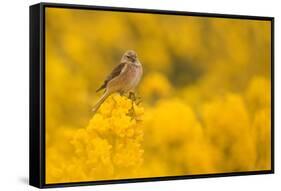 Linnet in yellow flowered gorse, Sheffield, England, UK-Paul Hobson-Framed Stretched Canvas