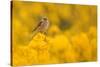 Linnet in yellow flowered gorse, Sheffield, England, UK-Paul Hobson-Stretched Canvas
