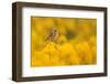 Linnet in yellow flowered gorse, Sheffield, England, UK-Paul Hobson-Framed Photographic Print