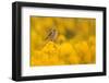 Linnet in yellow flowered gorse, Sheffield, England, UK-Paul Hobson-Framed Photographic Print