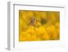 Linnet in yellow flowered gorse, Sheffield, England, UK-Paul Hobson-Framed Photographic Print