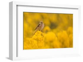 Linnet in yellow flowered gorse, Sheffield, England, UK-Paul Hobson-Framed Photographic Print