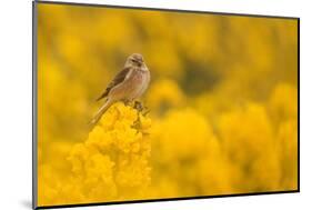 Linnet in yellow flowered gorse, Sheffield, England, UK-Paul Hobson-Mounted Photographic Print