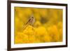 Linnet in yellow flowered gorse, Sheffield, England, UK-Paul Hobson-Framed Photographic Print