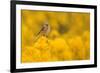 Linnet in yellow flowered gorse, Sheffield, England, UK-Paul Hobson-Framed Photographic Print