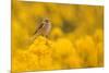 Linnet in yellow flowered gorse, Sheffield, England, UK-Paul Hobson-Mounted Photographic Print