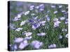 Linum Lewisii, Blue Flax Named for Discoverer Meriwether Lewis, Missouri River, Montana-null-Stretched Canvas