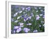 Linum Lewisii, Blue Flax Named for Discoverer Meriwether Lewis, Missouri River, Montana-null-Framed Photographic Print