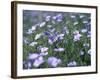 Linum Lewisii, Blue Flax Named for Discoverer Meriwether Lewis, Missouri River, Montana-null-Framed Photographic Print