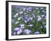 Linum Lewisii, Blue Flax Named for Discoverer Meriwether Lewis, Missouri River, Montana-null-Framed Photographic Print