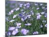 Linum Lewisii, Blue Flax Named for Discoverer Meriwether Lewis, Missouri River, Montana-null-Mounted Photographic Print