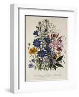 Linum Usitatissimum Botanical Illustration-null-Framed Giclee Print