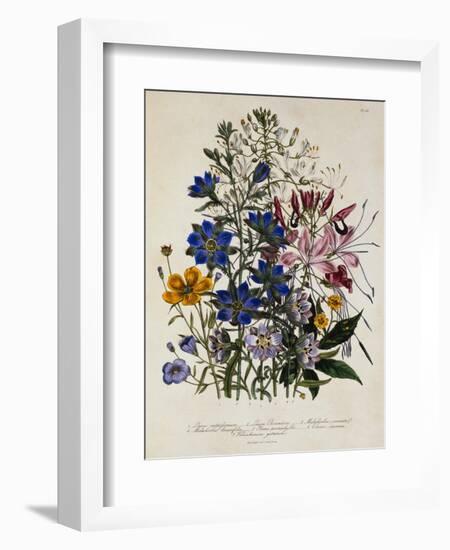 Linum Usitatissimum Botanical Illustration-null-Framed Giclee Print