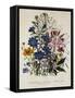 Linum Usitatissimum Botanical Illustration-null-Framed Stretched Canvas