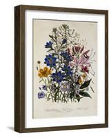 Linum Usitatissimum Botanical Illustration-null-Framed Giclee Print