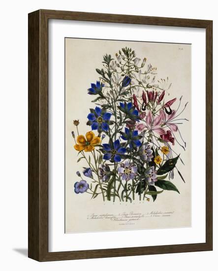 Linum Usitatissimum Botanical Illustration-null-Framed Giclee Print