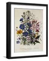 Linum Usitatissimum Botanical Illustration-null-Framed Giclee Print