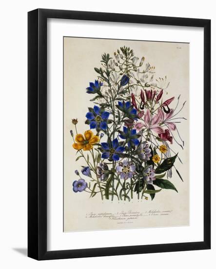 Linum Usitatissimum Botanical Illustration-null-Framed Giclee Print