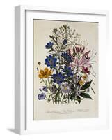 Linum Usitatissimum Botanical Illustration-null-Framed Giclee Print