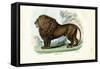 Lion, 1863-79-Raimundo Petraroja-Framed Stretched Canvas
