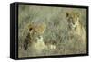 Lion 2 Cubs Resting-null-Framed Stretched Canvas