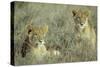 Lion 2 Cubs Resting-null-Stretched Canvas