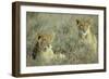 Lion 2 Cubs Resting-null-Framed Photographic Print