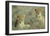 Lion 2 Cubs Resting-null-Framed Photographic Print