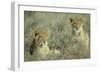 Lion 2 Cubs Resting-null-Framed Photographic Print