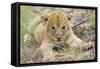 Lion 3-4 Week Old Cub-null-Framed Stretched Canvas