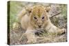 Lion 3-4 Week Old Cub-null-Stretched Canvas